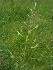 Gras Beemdlangbloem (niet altijd voorradig) p/kg